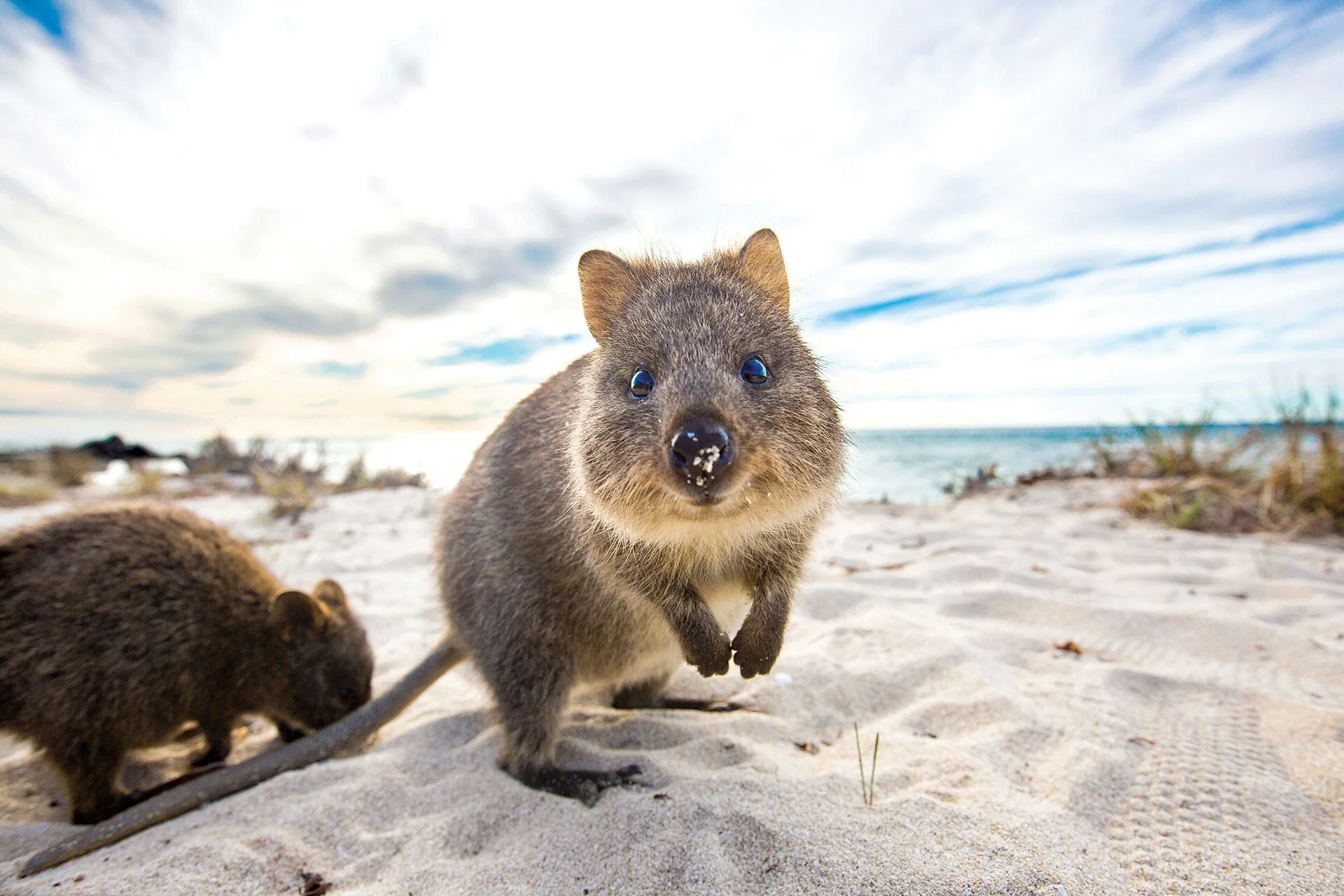 rottnest quokka.jpg