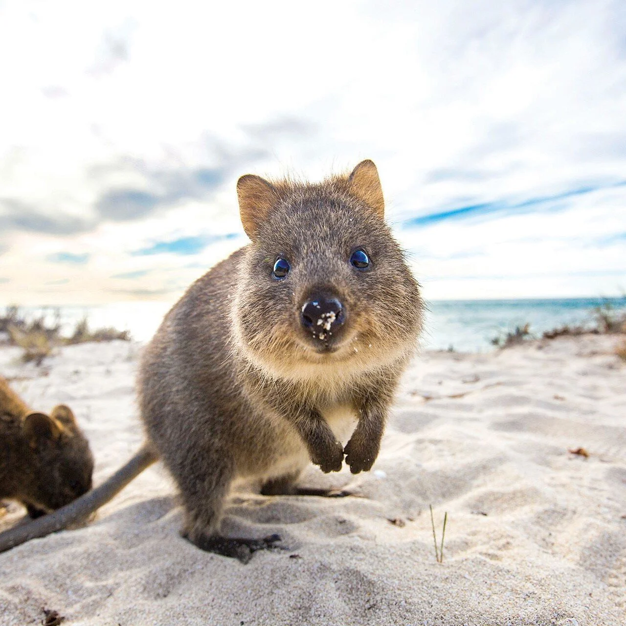 Wine, Wildlife and Wildflowers of Western Australia