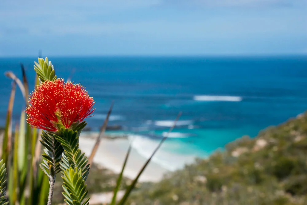 fitzgerald national park wildflowers.jpg
