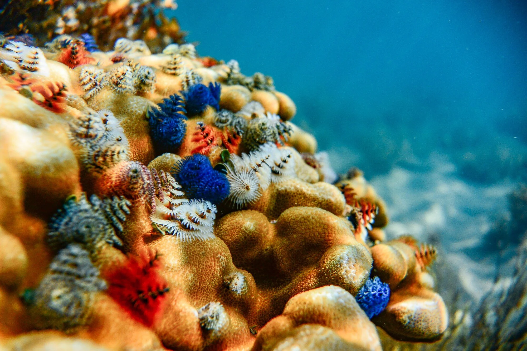 mission beach snorkeling.jpg