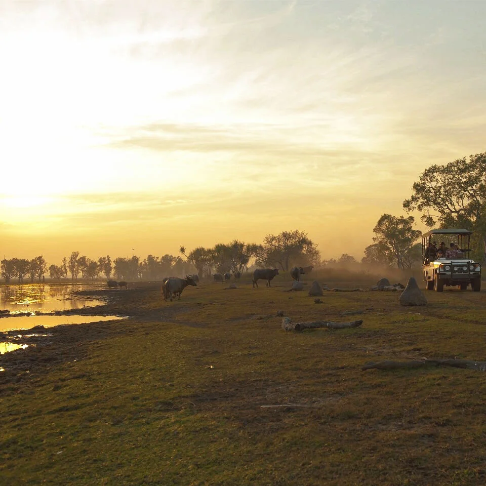 Top End Safari