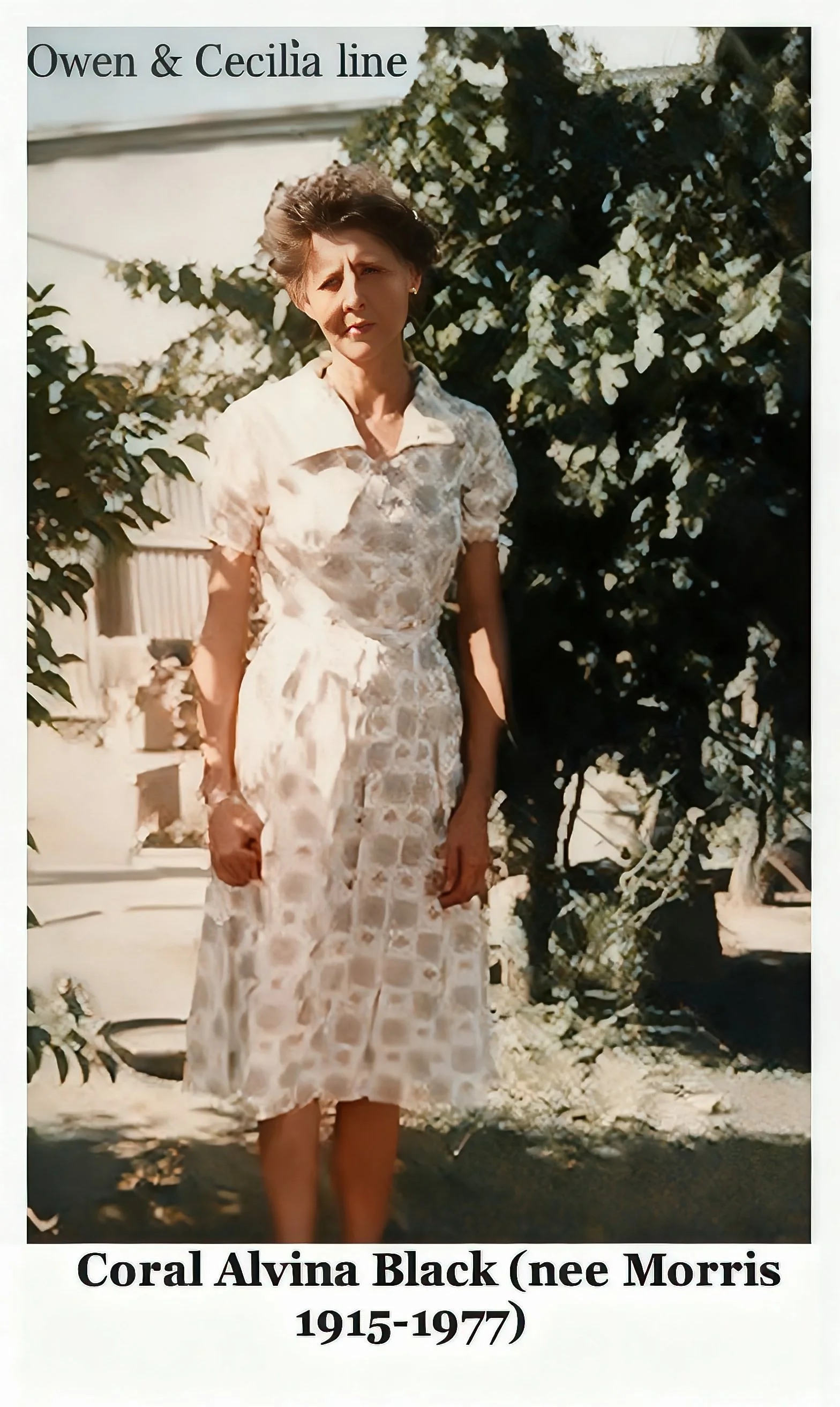 wen & Cecilia Coral Alvina MORRIS was born on 20 Nov 1915 in Narrabri, Nsw, Au, died on 8 Feb 1977 in Brewarrina, Nsw, at age 61, and was buried in E8, R/C Section, Brewarrina cemetery. Coral married Kenneth Donald BLACK , known as Dan,in 1941 in Bre