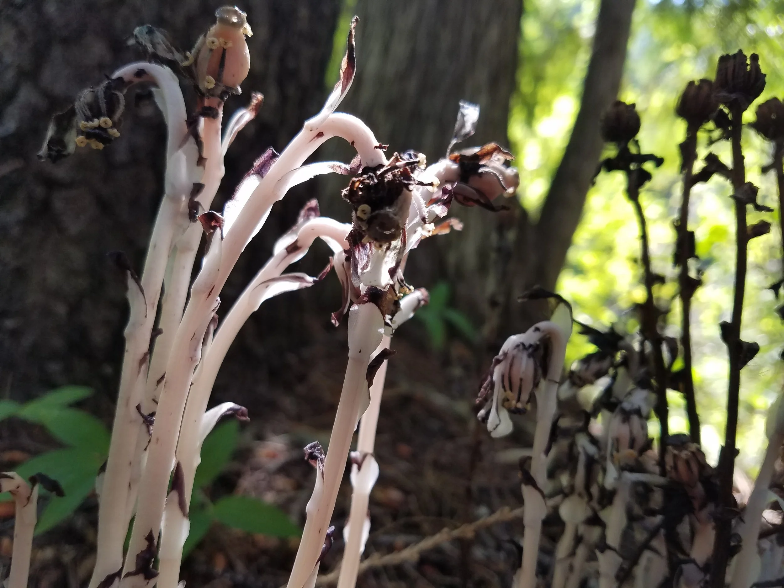 Monotropa uniflora - a mycoheterotrophic parasitic plant in the huckleberry family! (Ericaceae). These plants do not photosynthesize-rather, they parasitize fungi that establish ectomycorrhizal associations with other photosynthetic plants and utilize the fungi as a means by which to acquire all of their necessary carbon and nutrients; St. Regis, MT.