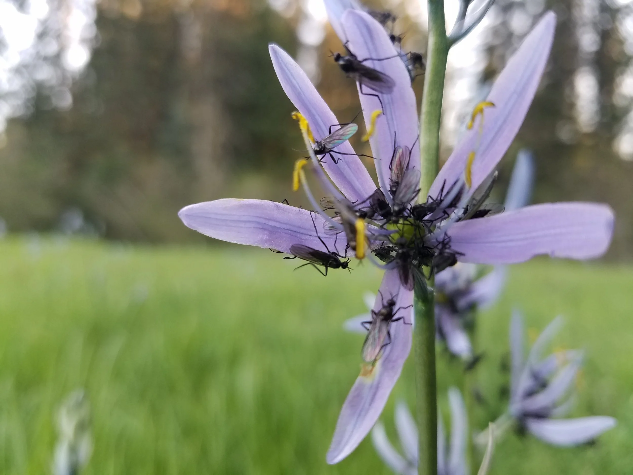 Blue Camas Lily- Camassia quamash with a pollinator frenzy! The bulbs of this plant are considered a delicacy of Native American tribes often cooked, or dried and ground into a flour to use in baking; Potlach, ID . 