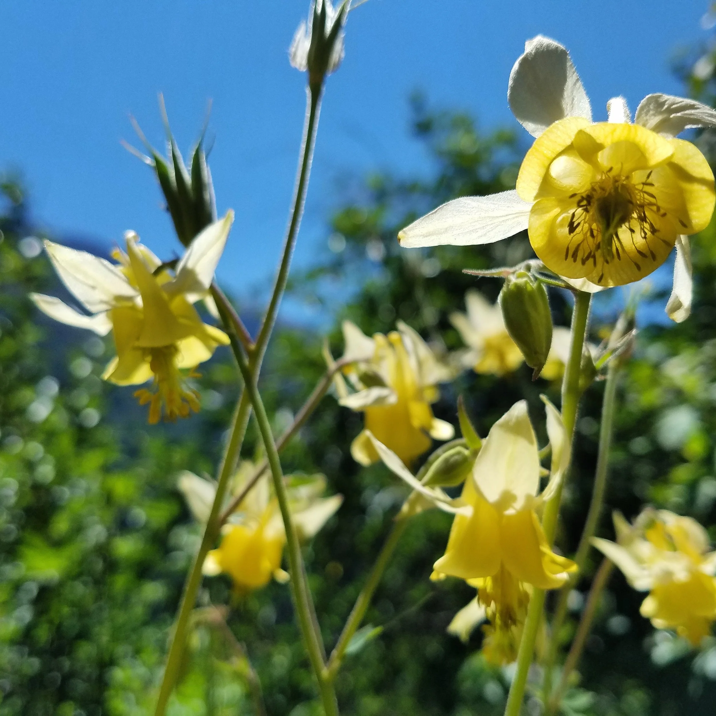 Yellow Columbine - Aquilegia flavescens, a favorite summer wildflower of mine, found in lower alpine regions; Yellowstone NP . 