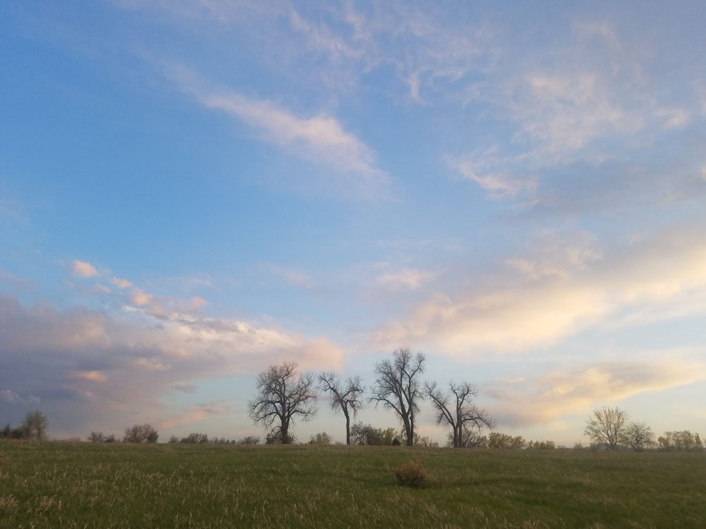 Sunset on some cottonwoods behind my house