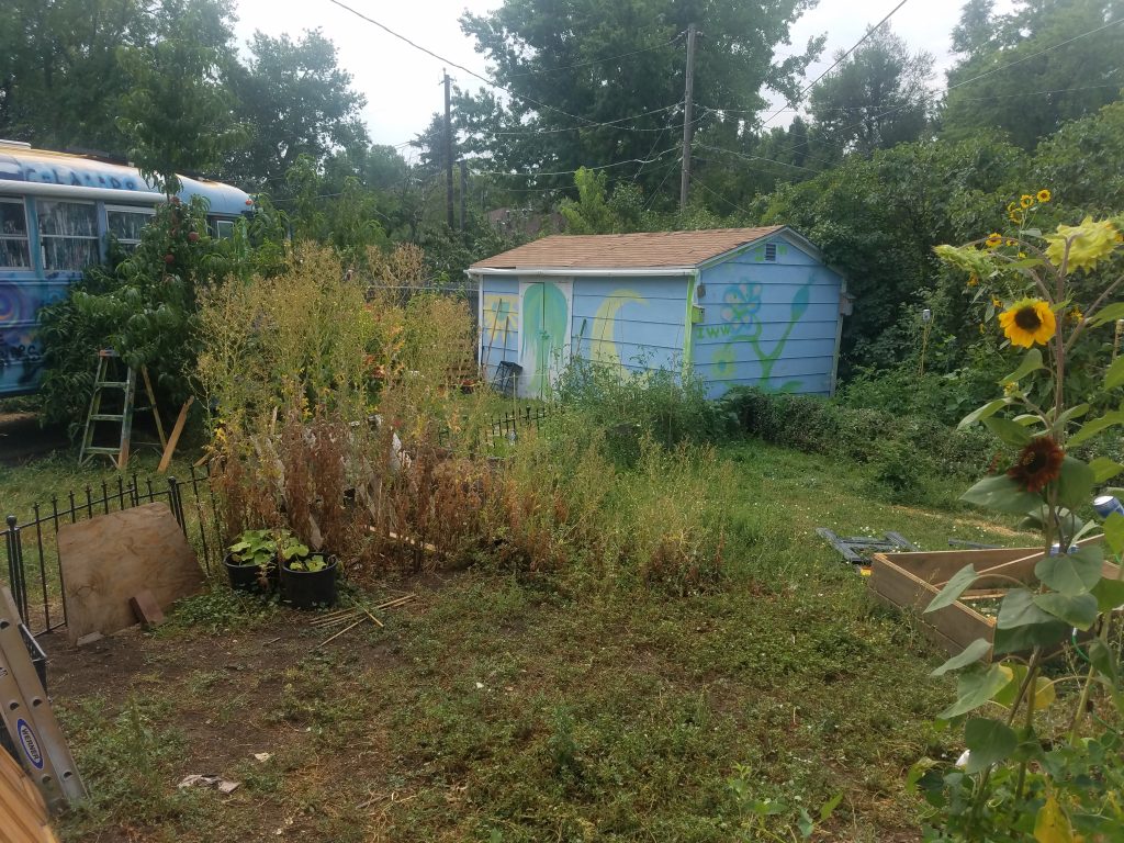 My backyard featuring way too many peaches