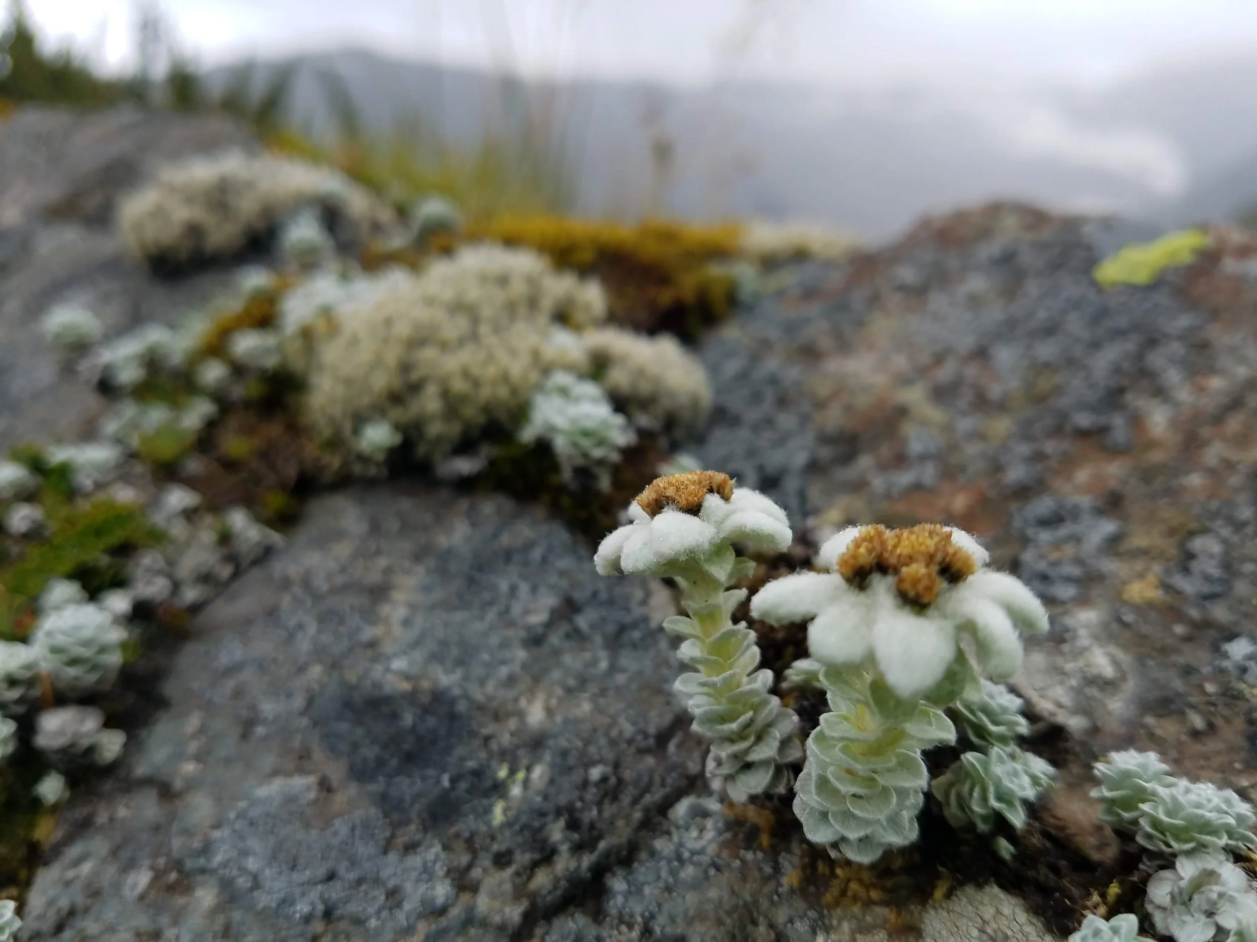 South Island edelweiss (Leucogenes grandiceps)- Gillespies Pass, South Island, NZ