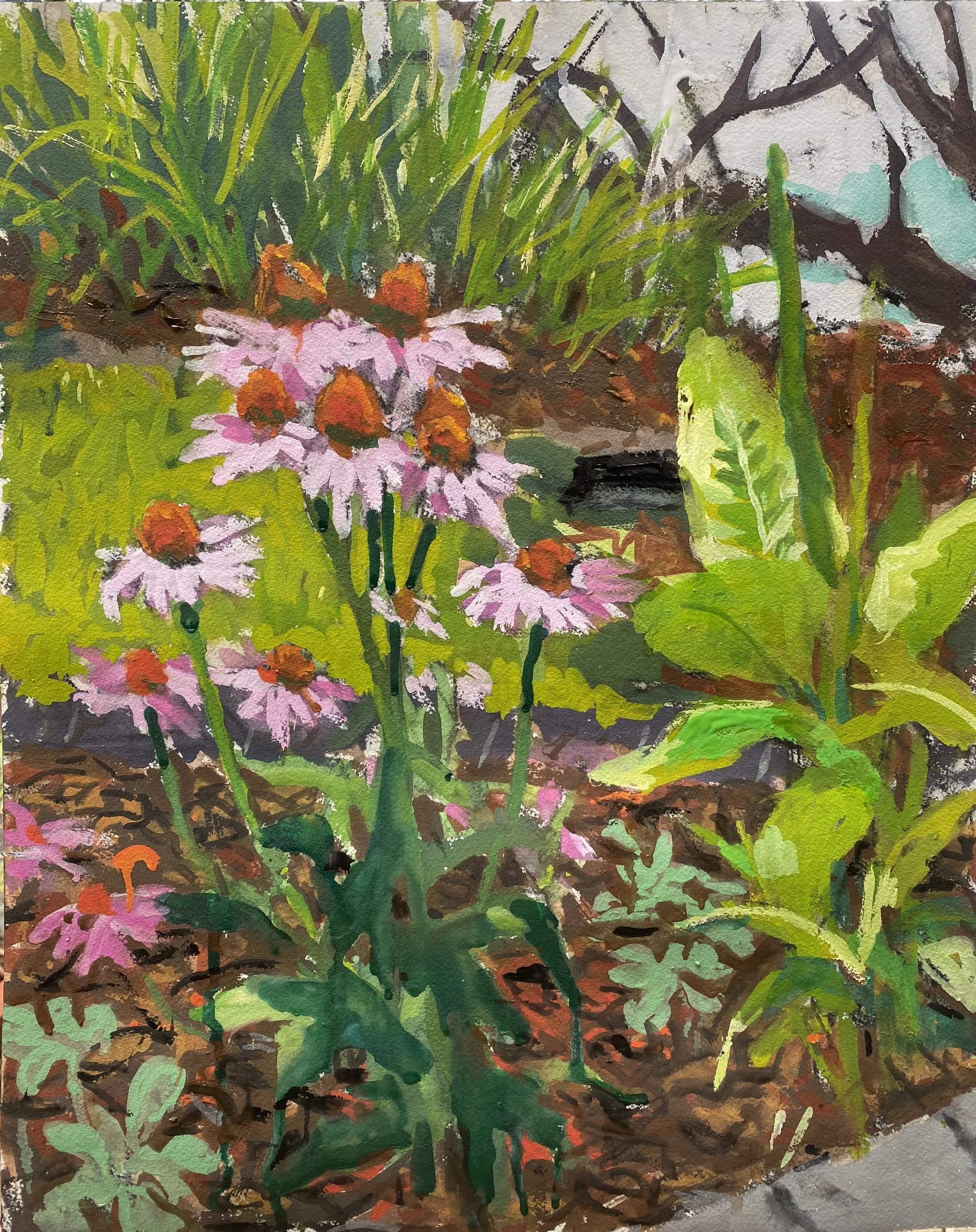 Echinacea