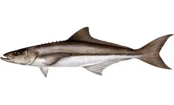 cobia .jpg