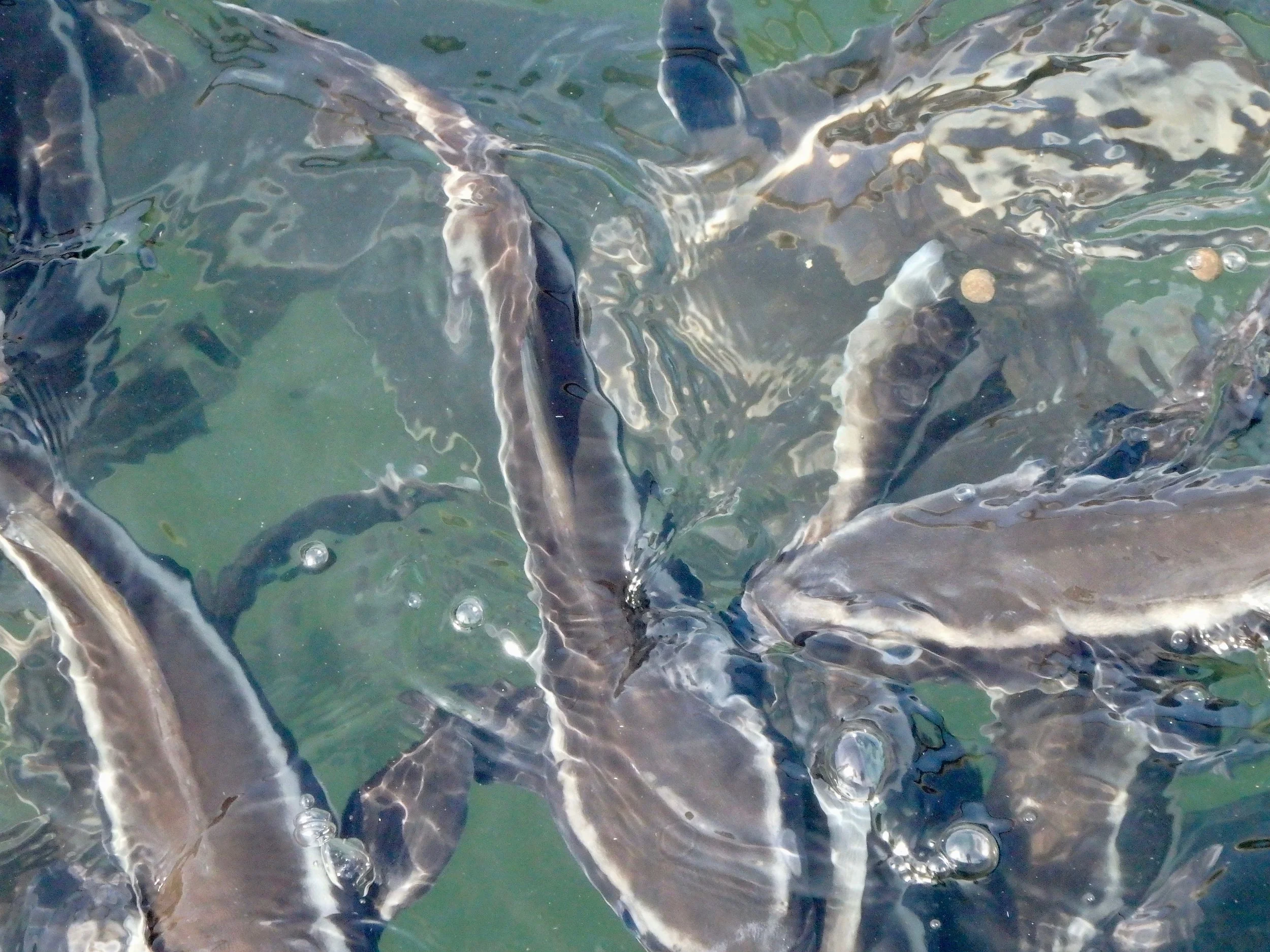 fish 3.jpg