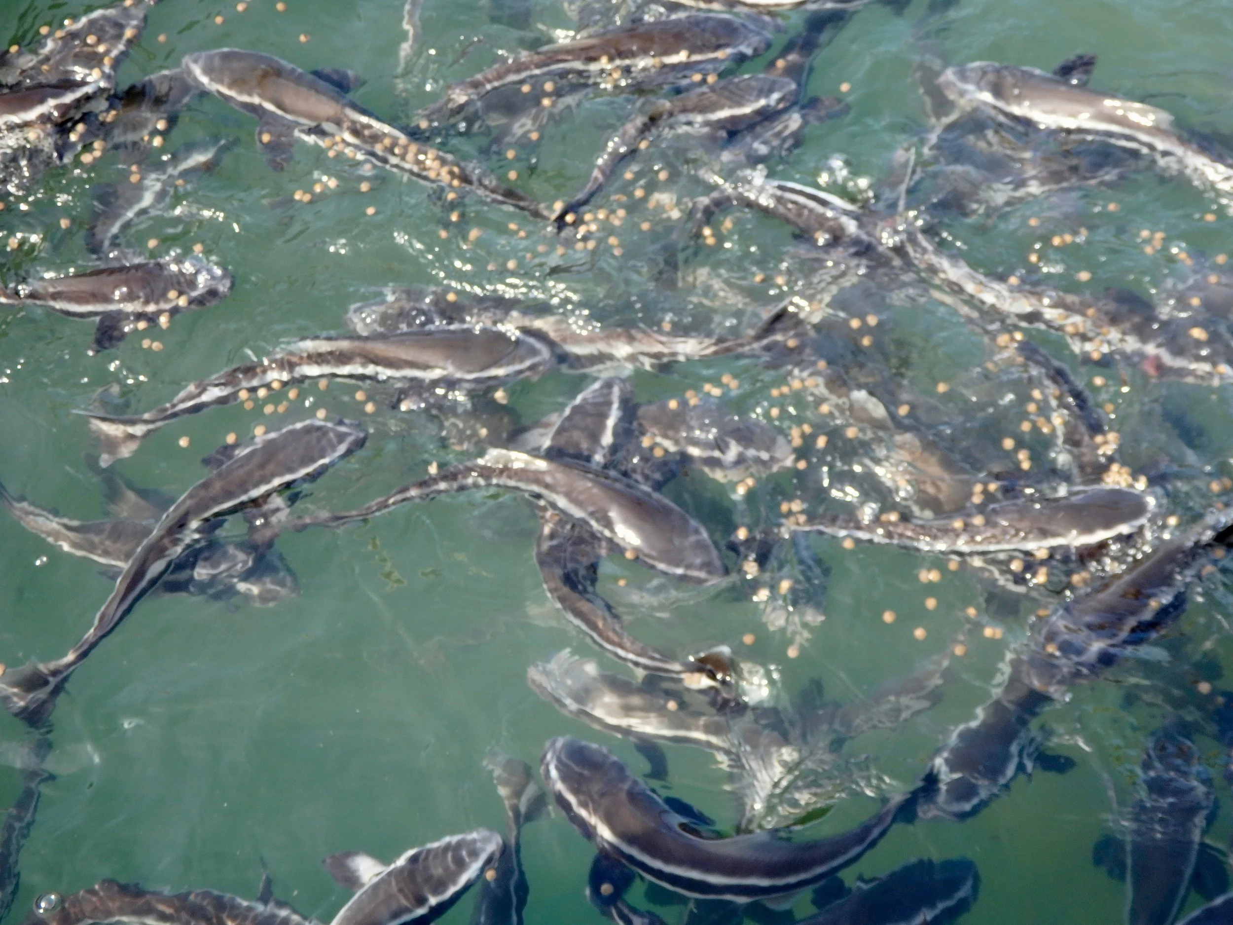 small fish.jpg