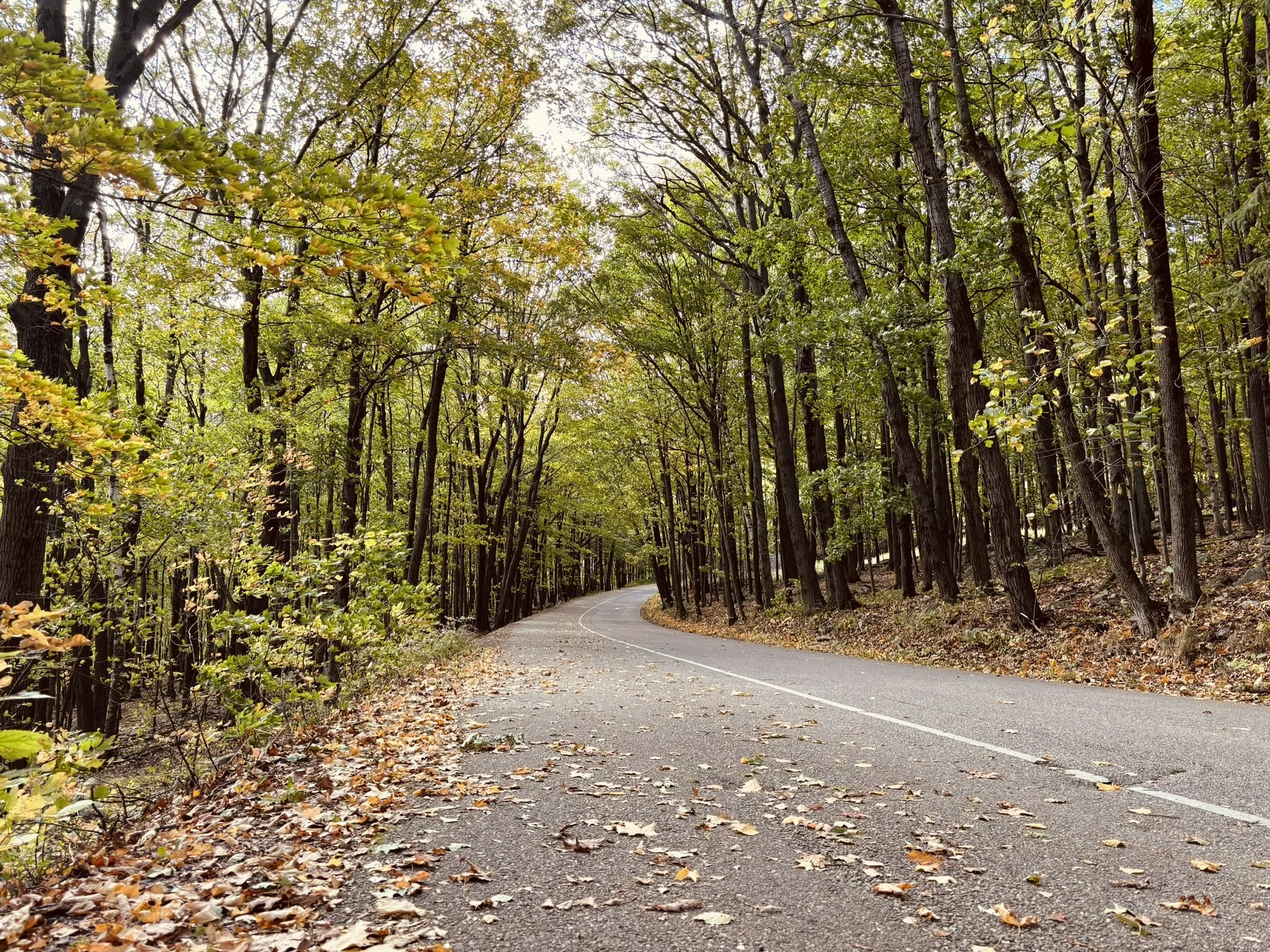 Fall colors 10.JPEG