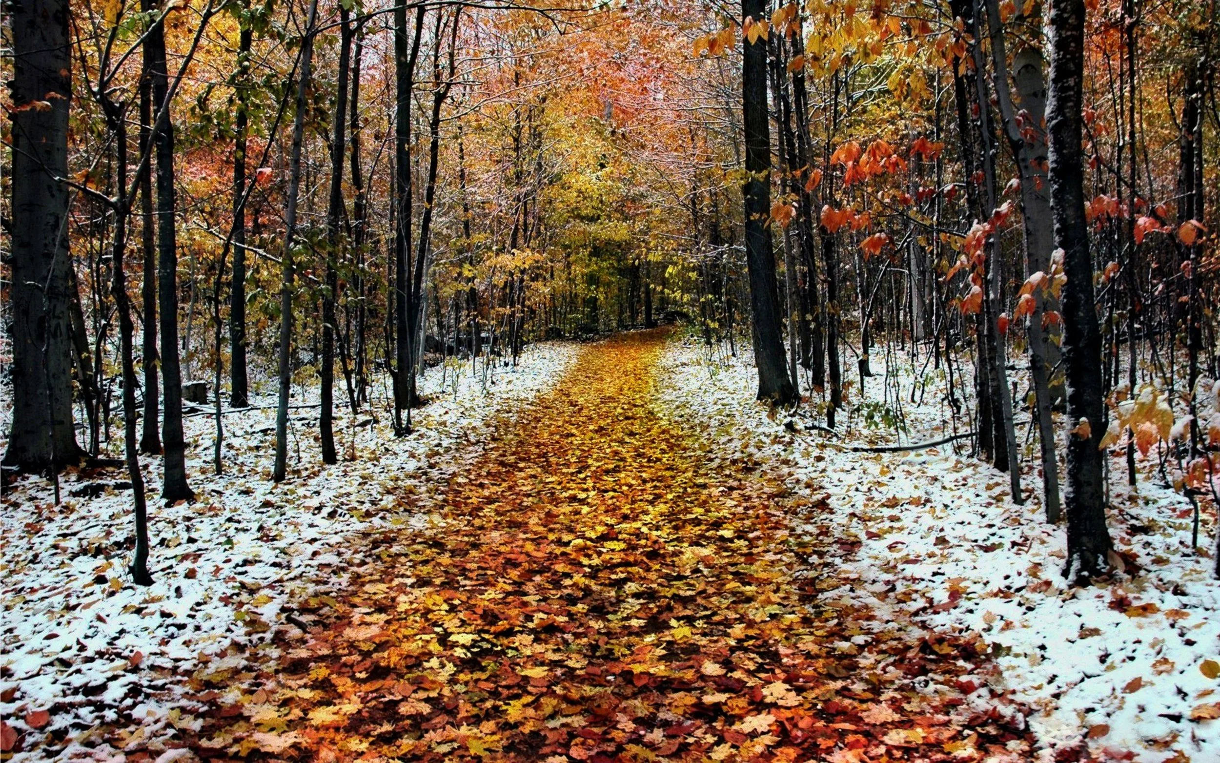 Autumn late in season.jpg