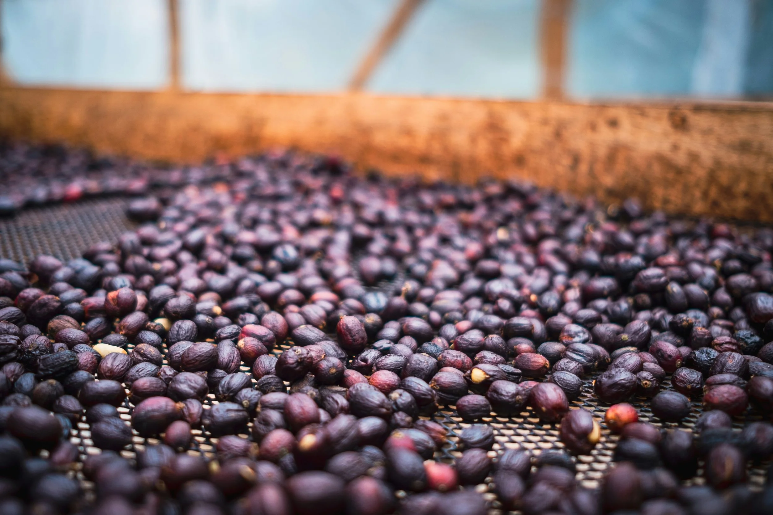 Understanding Coffee Processing: Washed, Natural and Honey Process Coffees