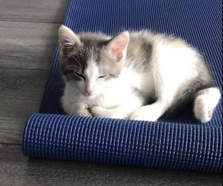Kitten Yoga