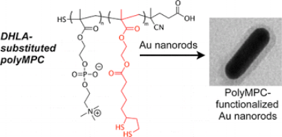 2012 Macromolecules PMPC DHLA.gif