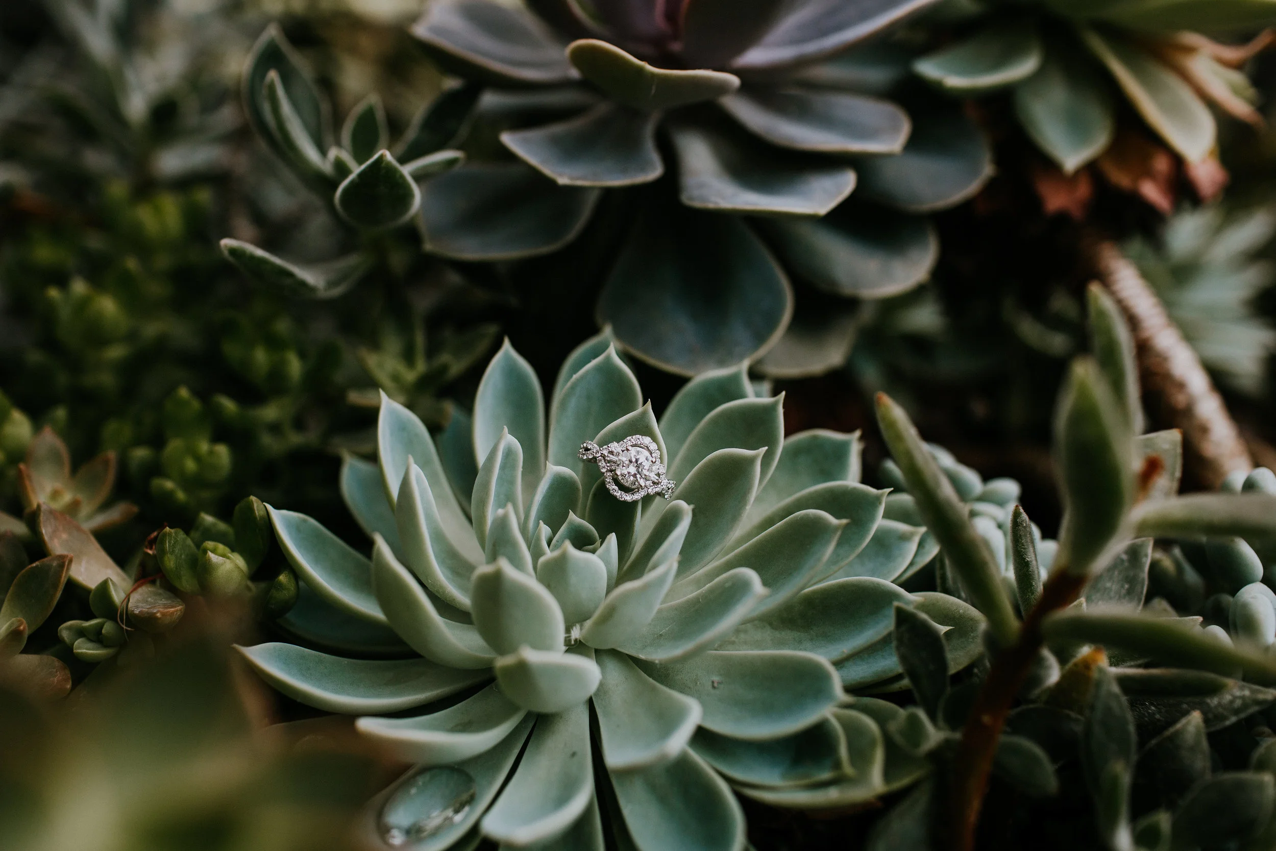AnnaConnorWedding-BMP-225.jpg
