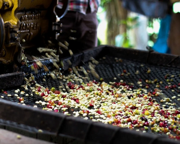 washed-coffee-2744211_1280 re.png