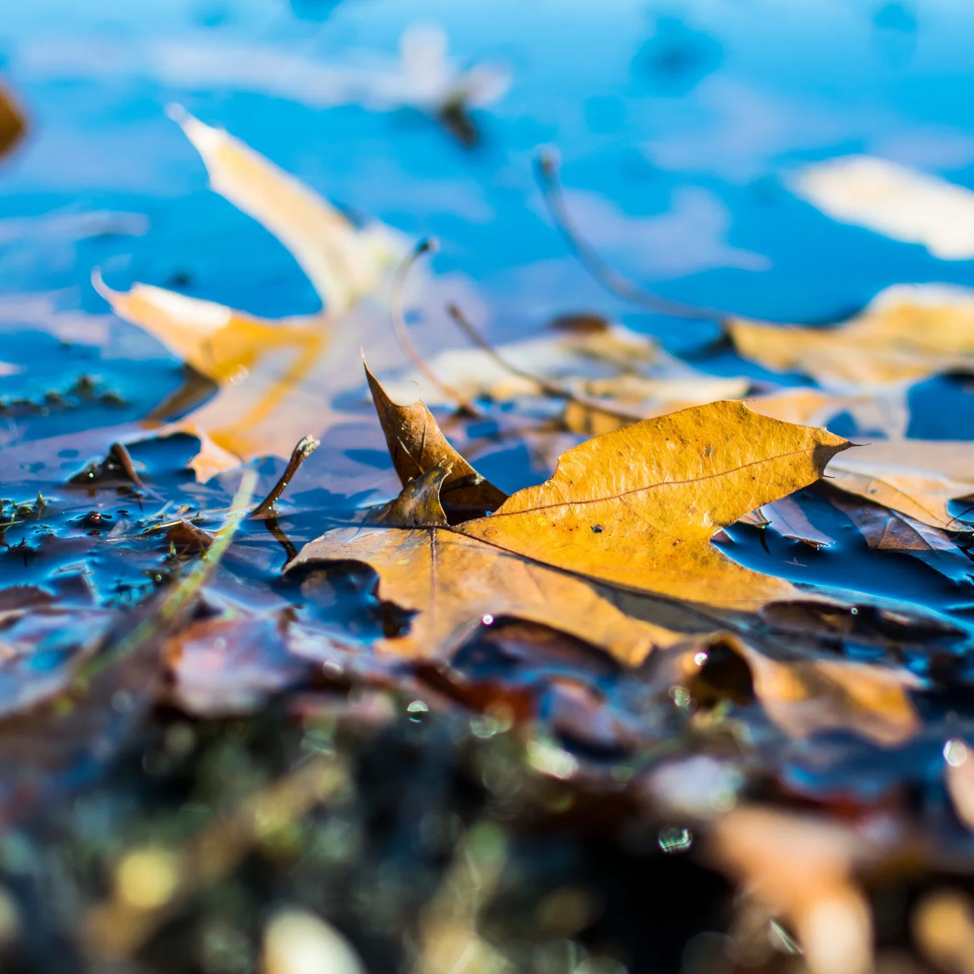 the capture of nature44.jpg