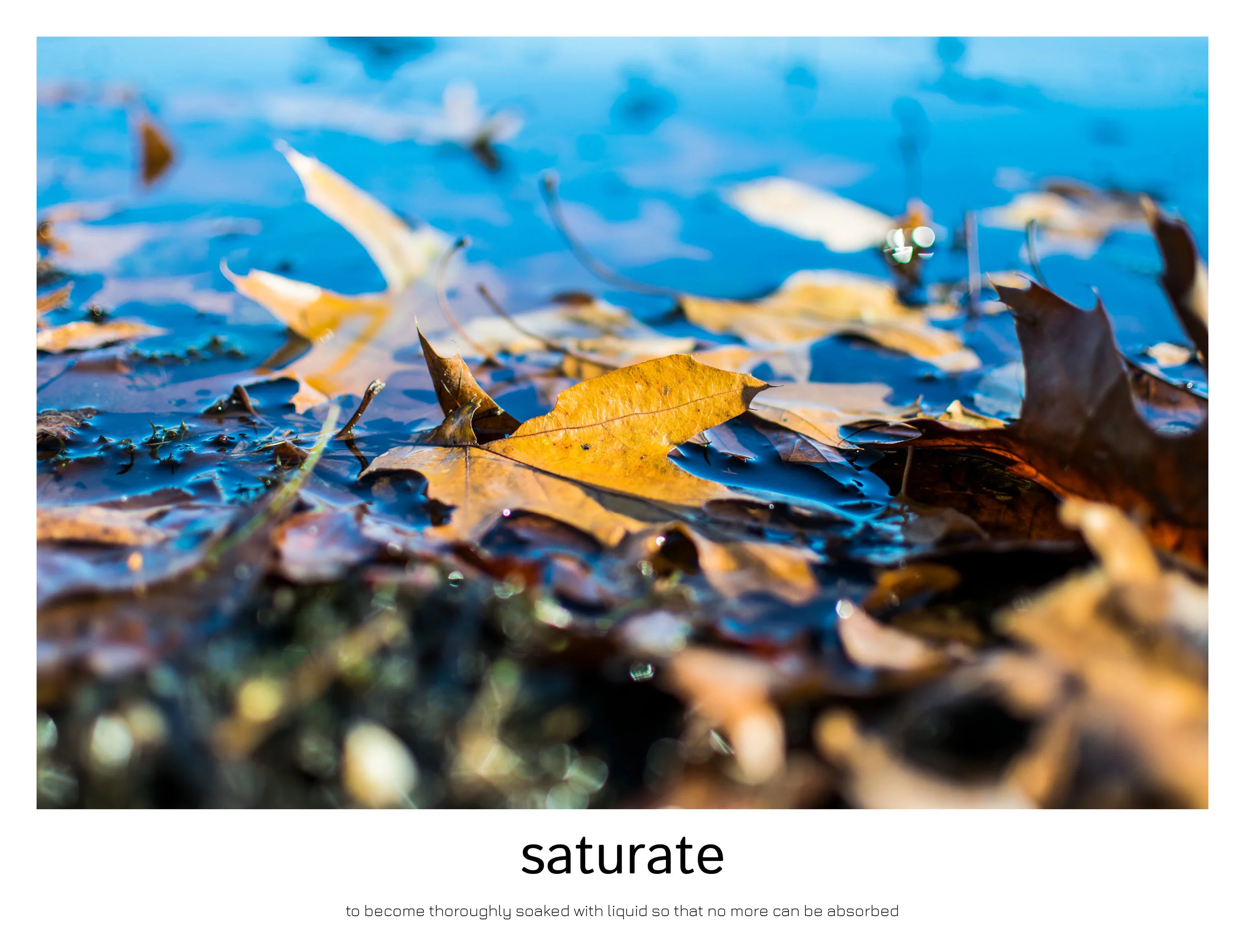 the capture of nature4.jpg