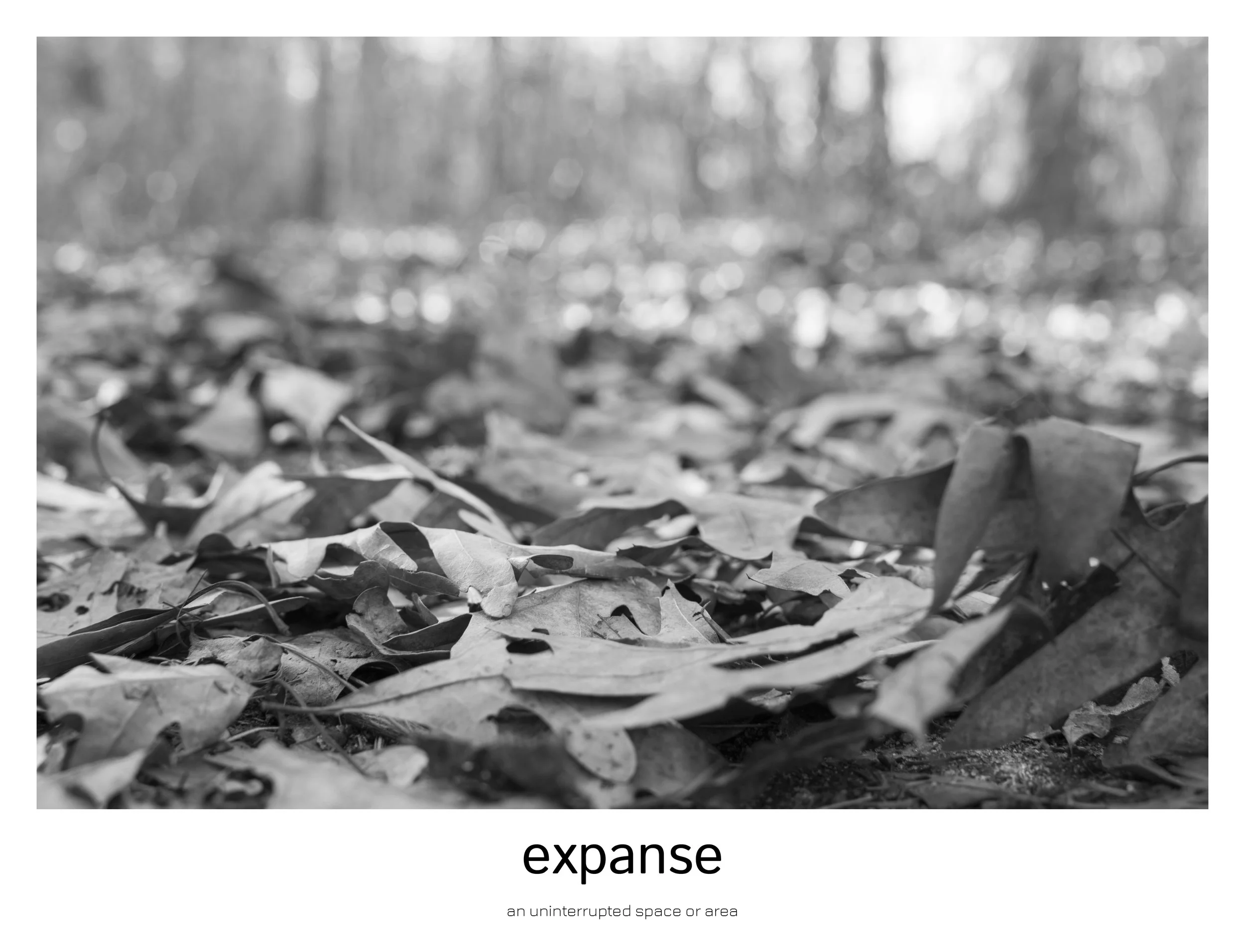 the capture of nature8.jpg