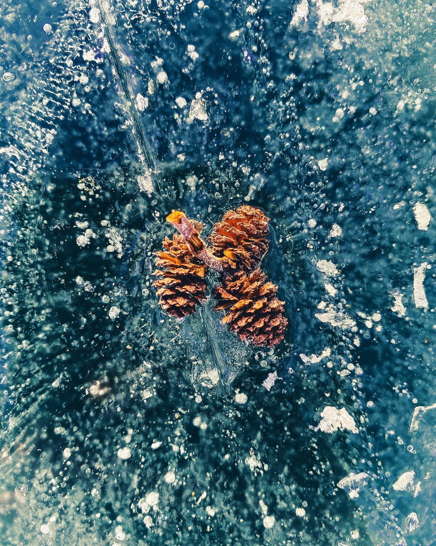 frosty cones
.
.
#iceskating #ice #winter #winterphotography #photography #naturephotography #newenglandphotography #igersnewengland #naturalmassachusetts #frostbite #nature
