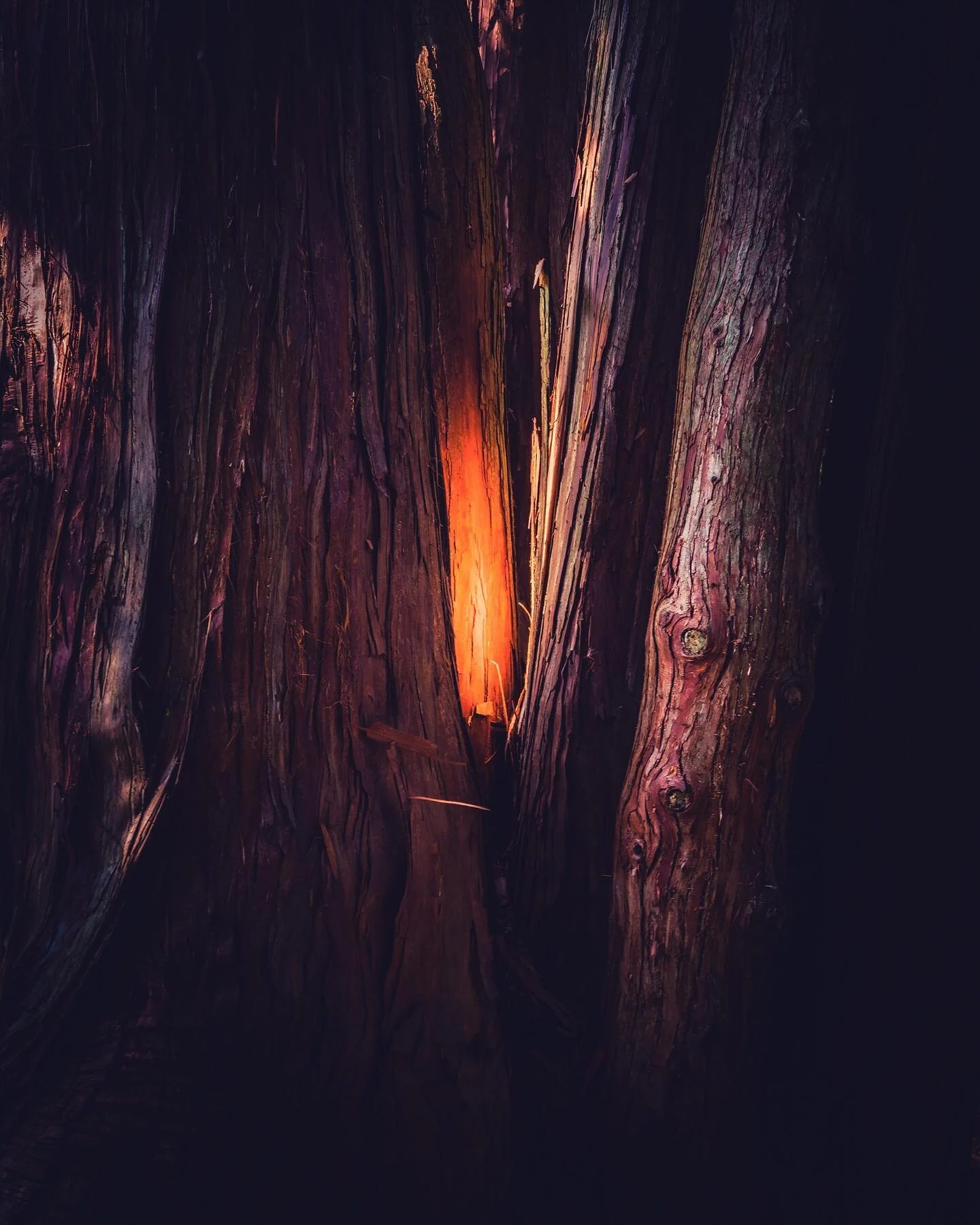 natural light
.
.
#naturephotography #naturallight #sunlight #shadows #sunlightphotography #naturallightphotography #nature #woods #hikingadventures #hiking #moss #forest #fariyland #fungiphotography #fungi #naturalmassachusetts #igersnewengland #son
