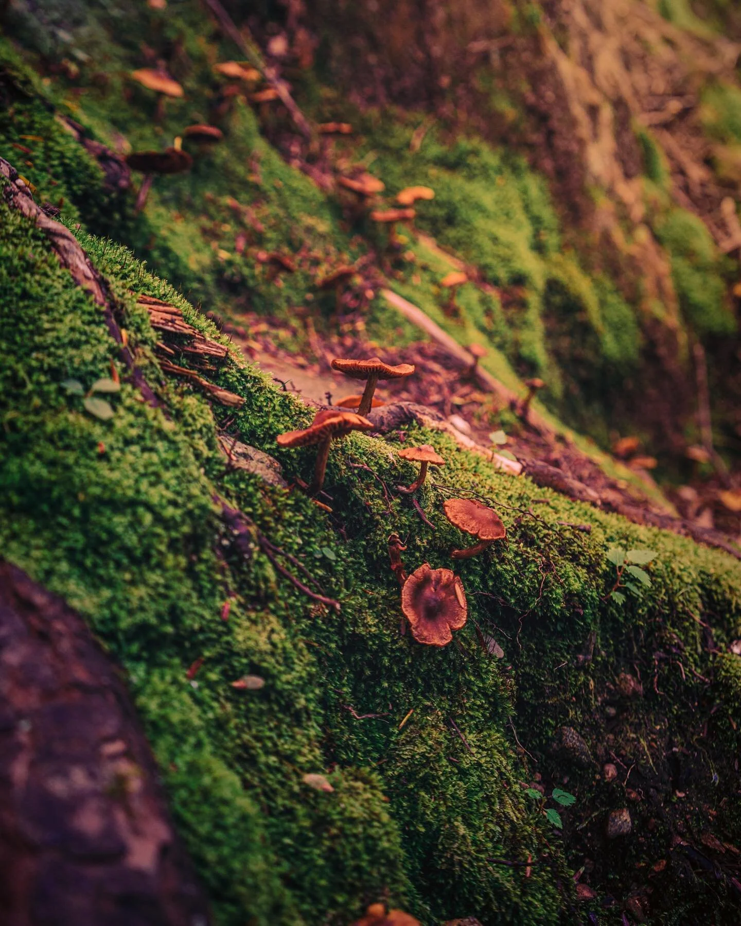 tiny trees
.
.
#naturephotography #mushroom #mushroomphotography #nature #woods #hikingadventures #hiking #moss #forest #fariyland #fungiphotography #fungi #naturalmassachusetts #igersnewengland #sonyphotography