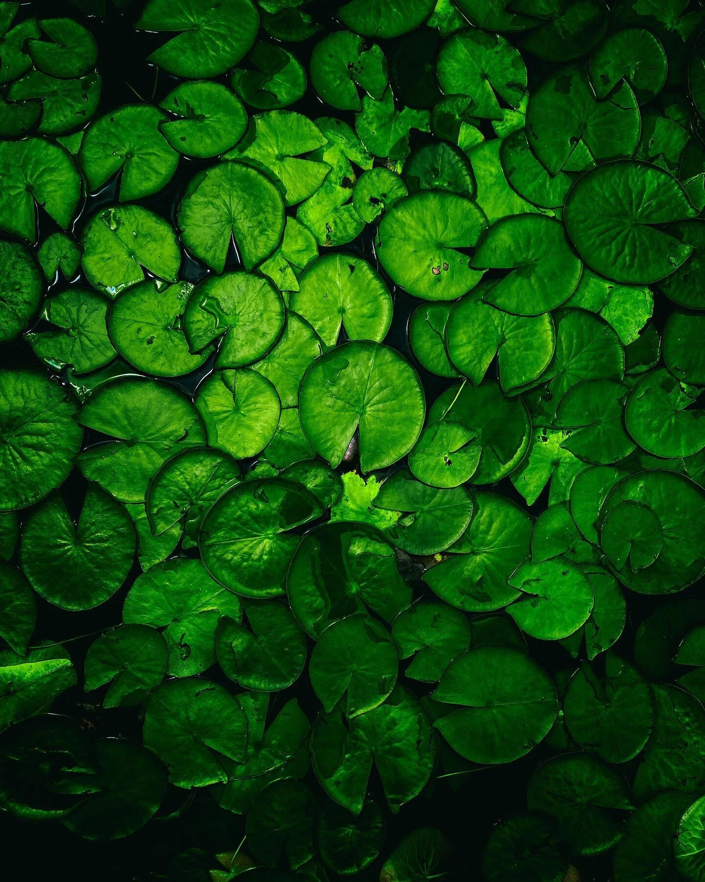into the lilly&rsquo;s
.
.

#photography #naturephotography #thegreatoutdoors #pictureoftheday #sonyalpha #sonyphotography #landscapephotography #iphonephotography #portraitphotography #photography #newyork #naturalnewyork #igers #igerny #lillypads #