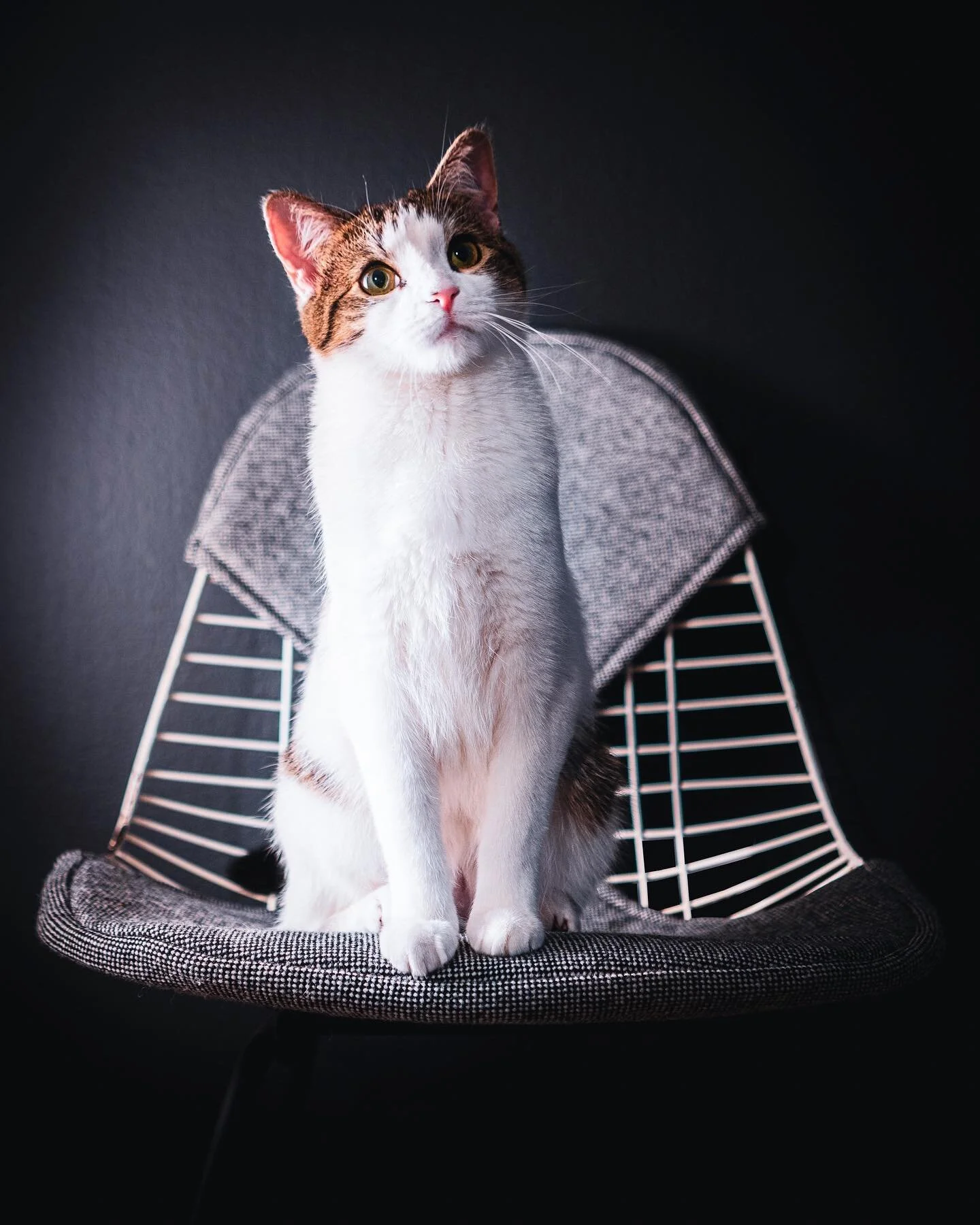 focus!
.
.
#aurora #catsofinstagram #kittensofinstagram #catphotography #photography #portrait #portraitphotography #catlife #cats #catoftheday #picoftheday #sonyalpha #sonyphotography #eameschair #eames #hermanmiller #midcenturymodern #mcm #mcmfurni