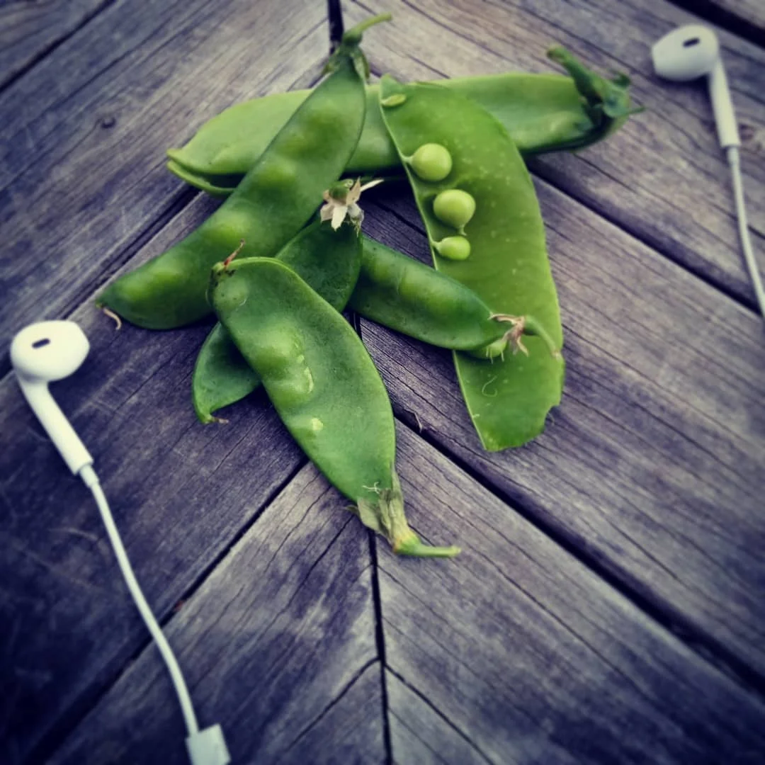 Peas in a Podcast