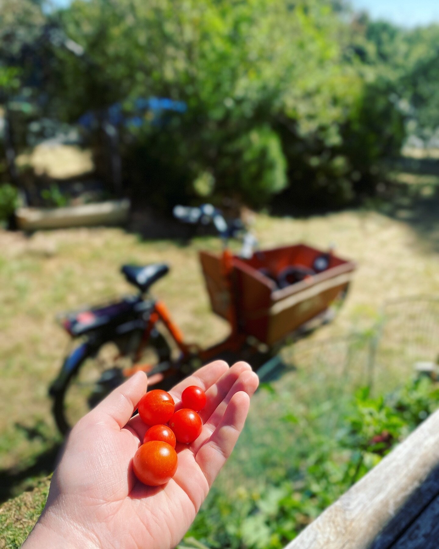 A little update from the weekend! Ive been away for two weeks and I&rsquo;m delighted to see my beautiful garden thriving. The overwintered seedlings have gone bananas in the soil (which is staying beautifully moist thanks to a homemade dripper syste