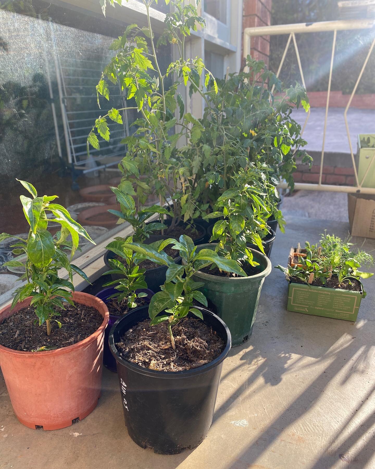 I potted up some fledgling chilli seedlings at the end of summer to overwinter by my north facing lounge window. Surprise surprise there were also some tomato seeds in the soil that took the opportunity to sprout and now I find myself outrageously pr