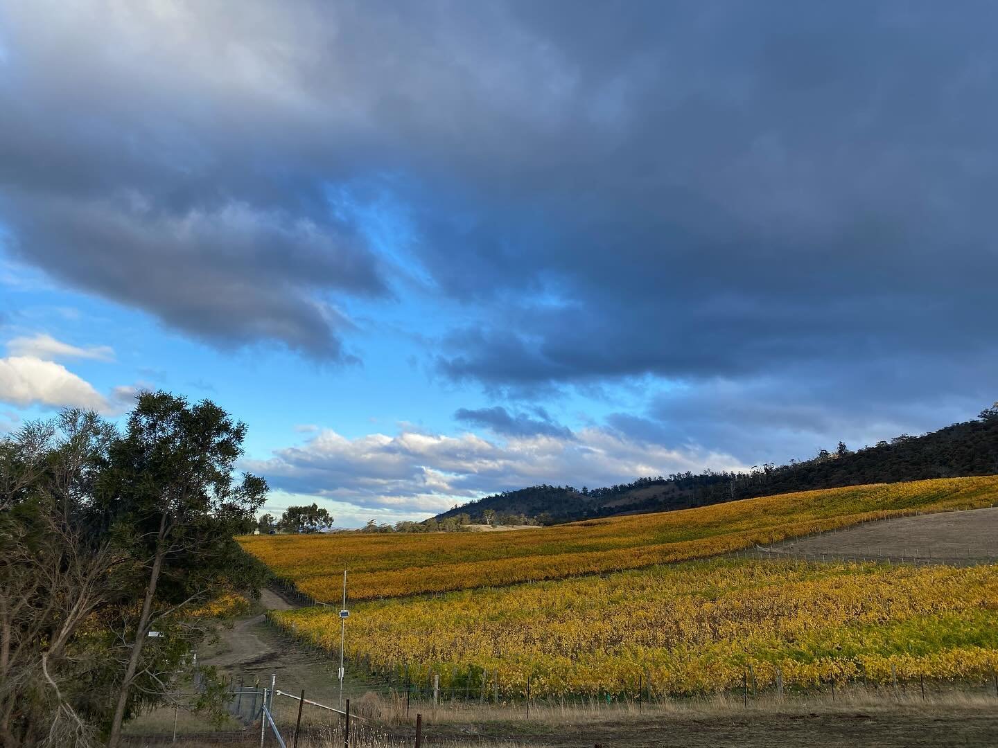 Well my first vintage has come to an end! It feels like I&rsquo;ve been here for ever, and no time at all. I&rsquo;m going to miss waking up to a view of the vines, and finishing my shifts with a cheeky wine at the crllar door (thanks @carlijnkleine 