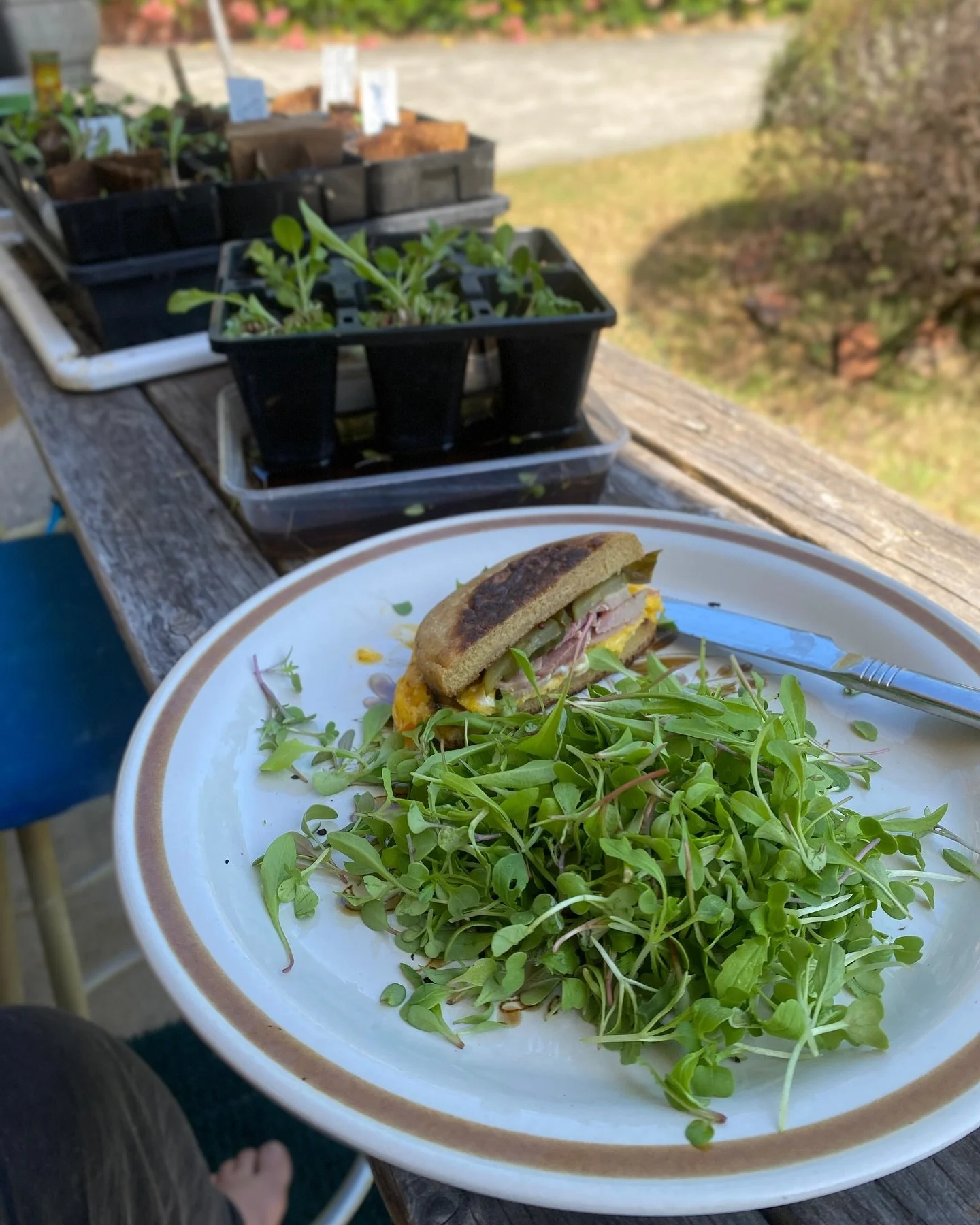 I sowed my brassicas and salad greens very thickly because the seeds were old, but it turns out I needn&rsquo;t have been concerned about the germination rates 😂 microgreen salad for me! 
Also:
The prettiest bean you ever did see
Bee on a sunfy (not