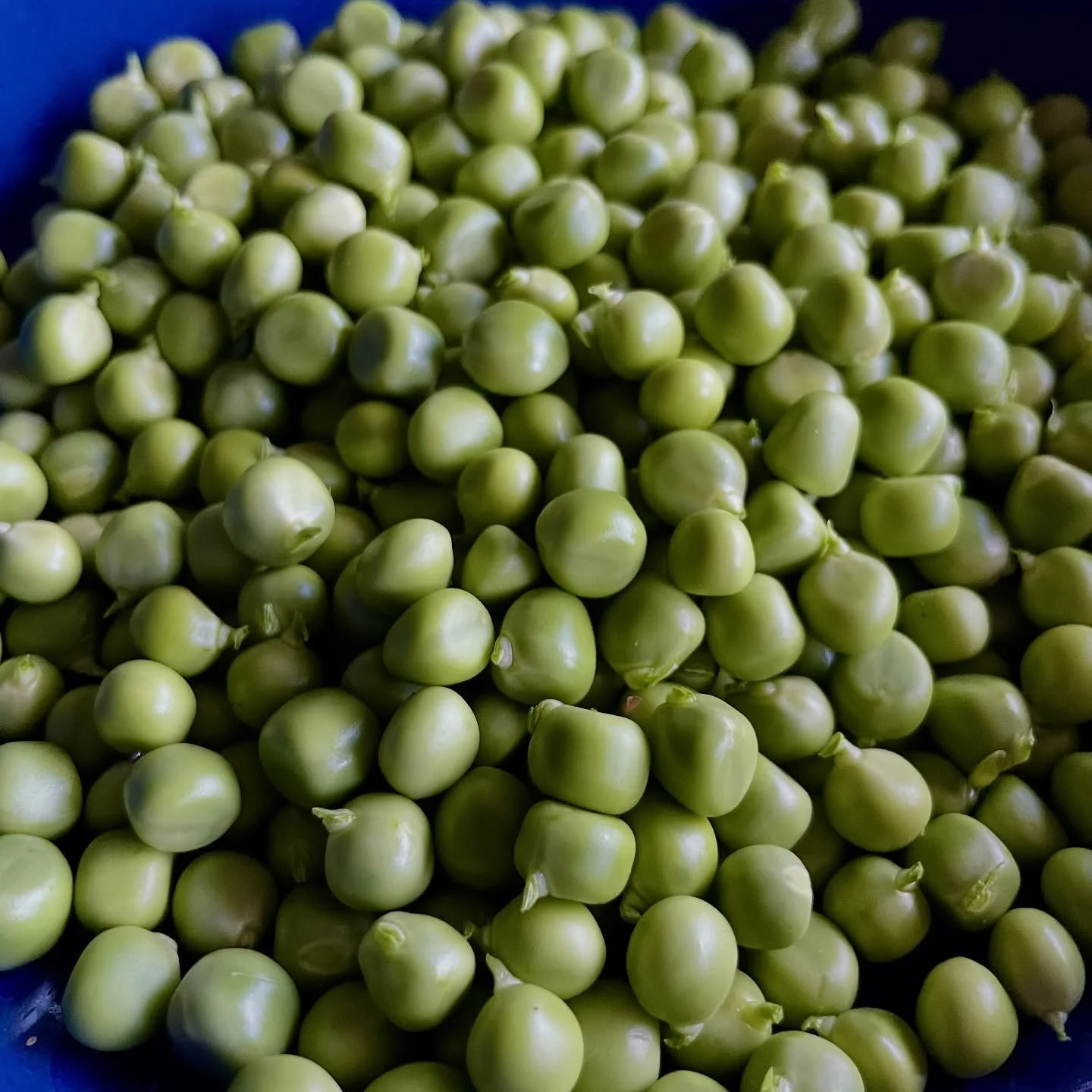 Yes peas 🫛

Chaos garden growing the good stuff 🌱