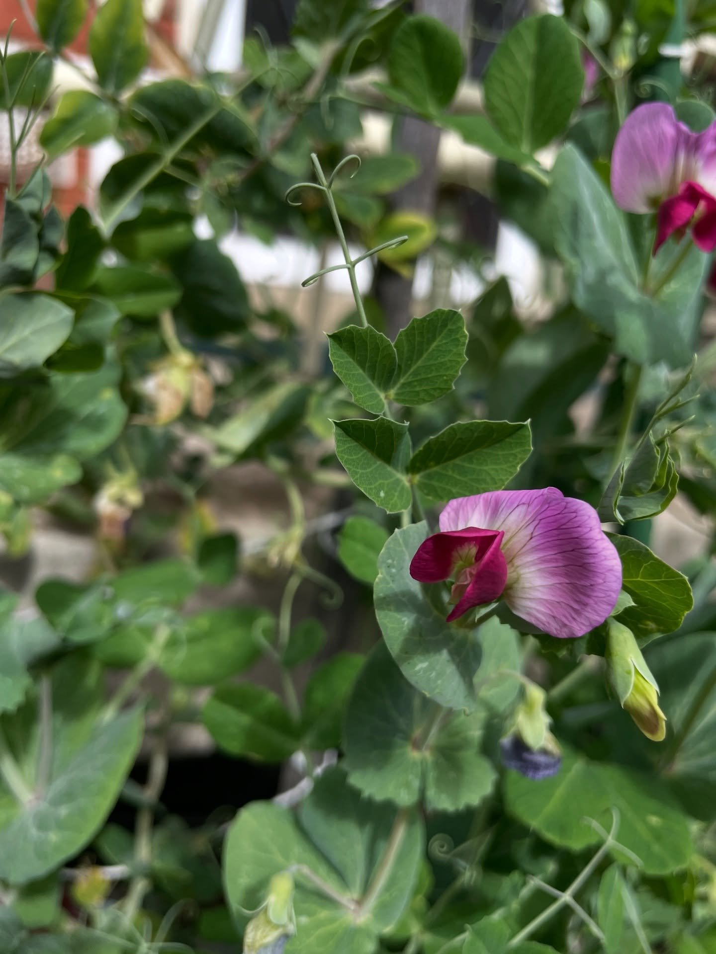 Shpring is shpranging