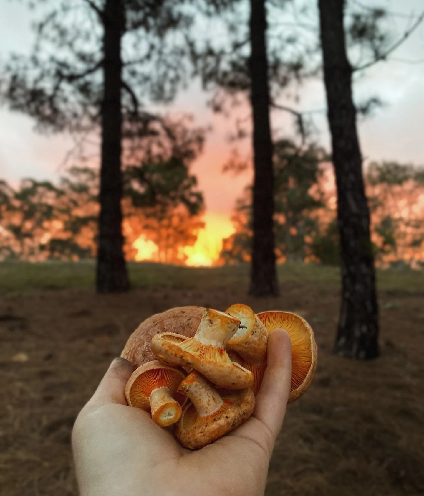 Love when the saffies match the sunset ❤️
