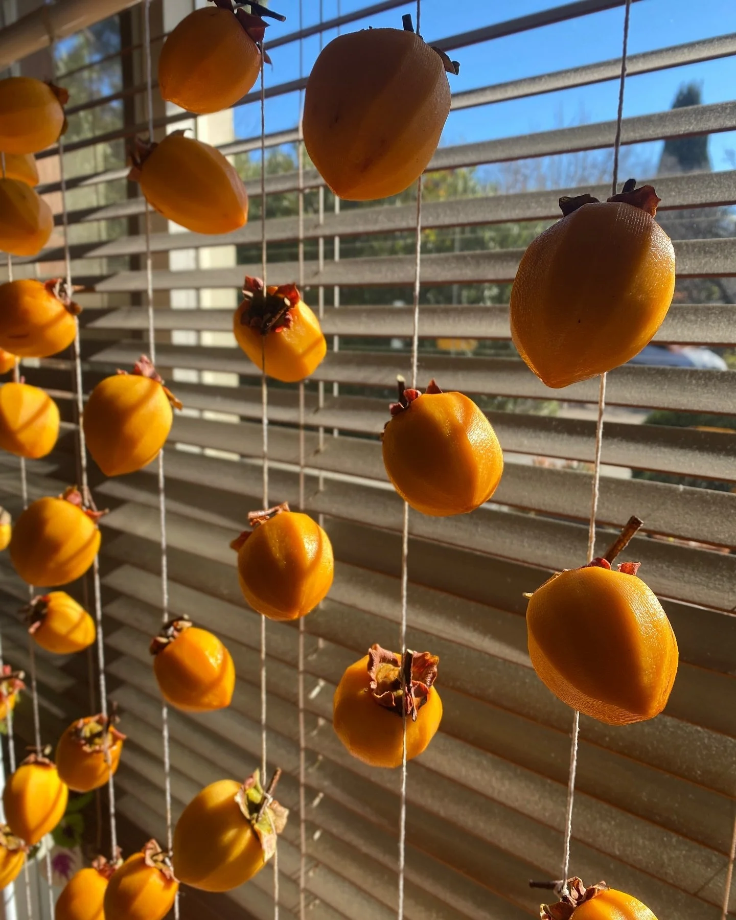 Hi my name is Lucy and I am obsessed with hoshigaki