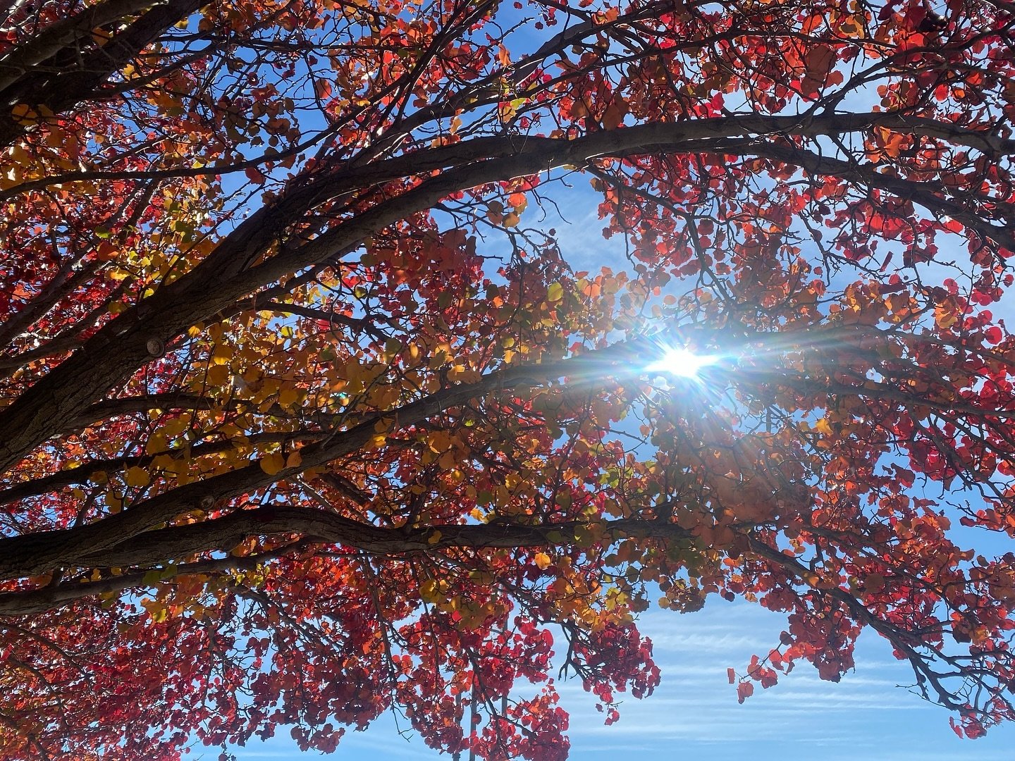 Shout out to Autumn and an abundance of persimmons (yes, that does mean Hoshigaki spam is incoming)