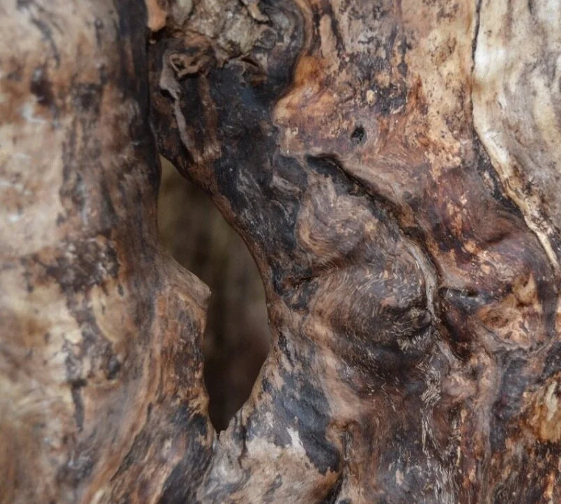 tree+bark%2C+Glacier%3F.jpg