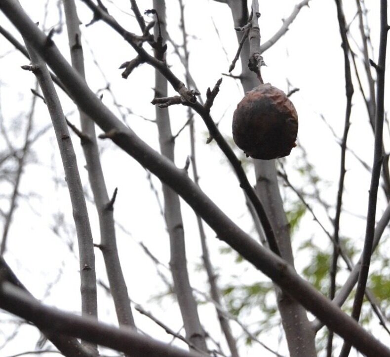 bare%2Btree%2Bwith%2Brotting%253Adrying%2Bfruit.jpg