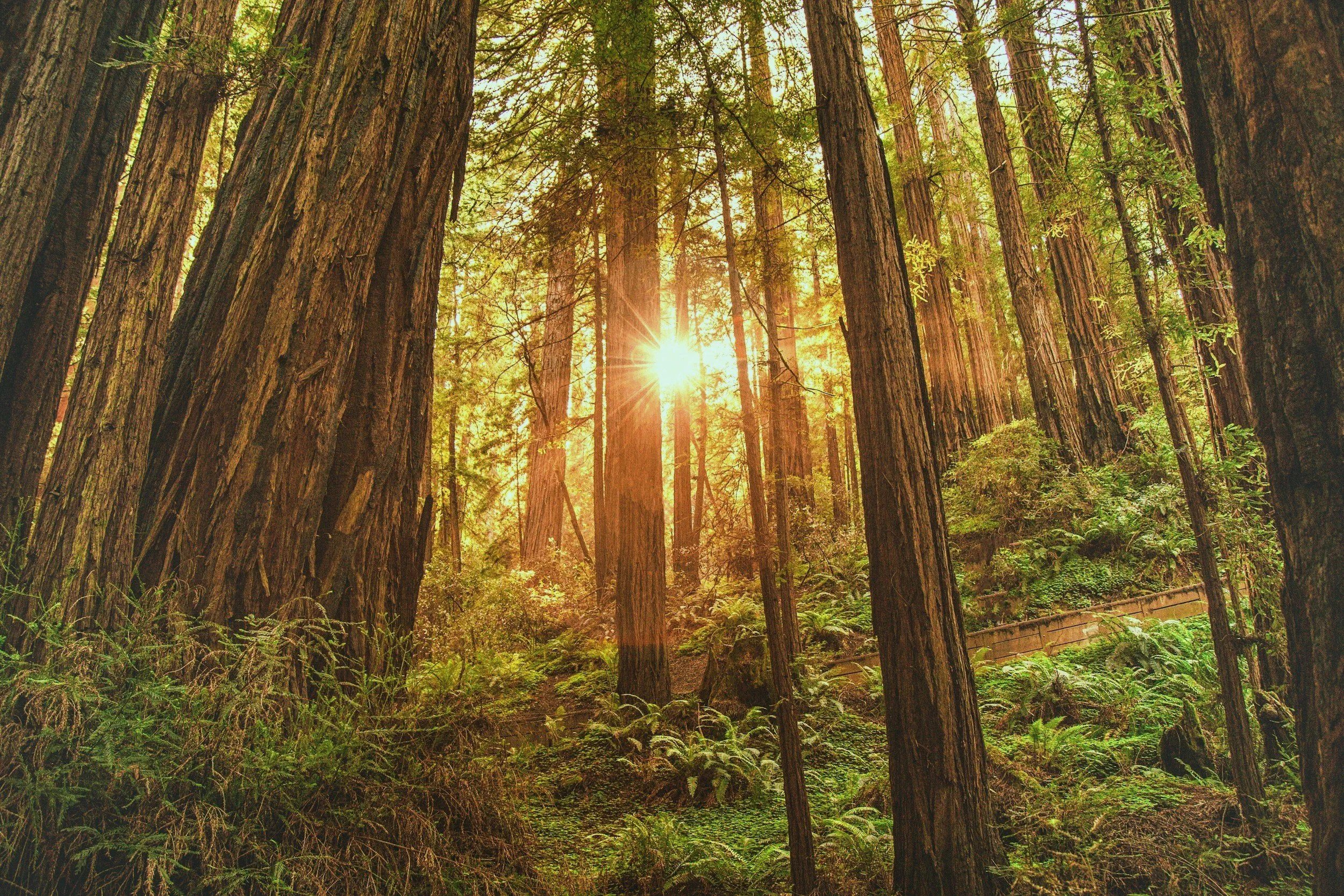 Nature Retreat Redwoods
