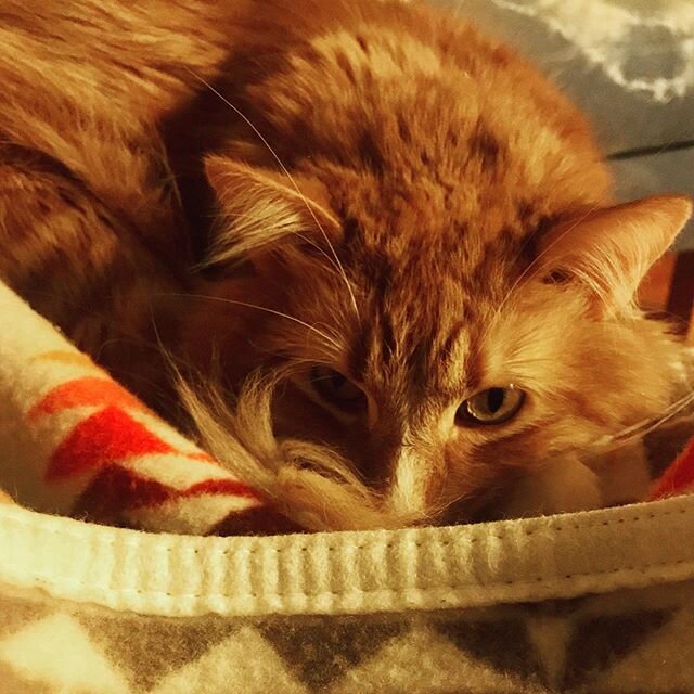 Here&rsquo;s a cat photo to make #quarantinelife more tolerable. #therealtigerking @pendletonwm