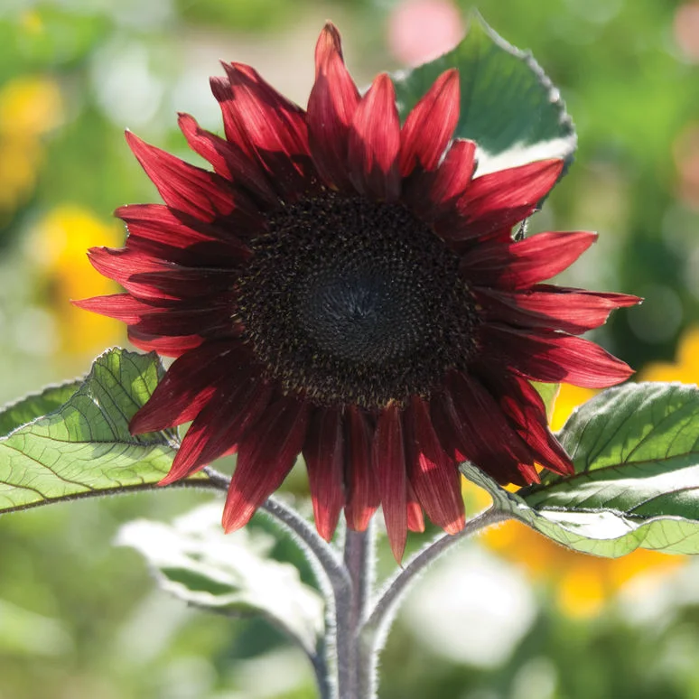 fireside farm_diy flower bucket_procut red.jpg