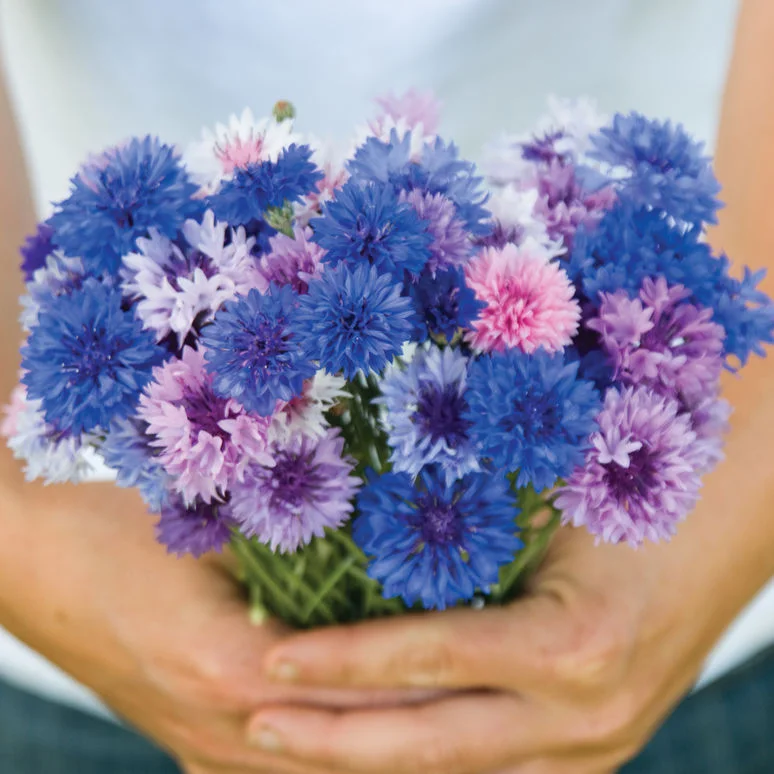 fireside farm_bachelor's buttons_diy flower bucket_chapel hill durham.jpg