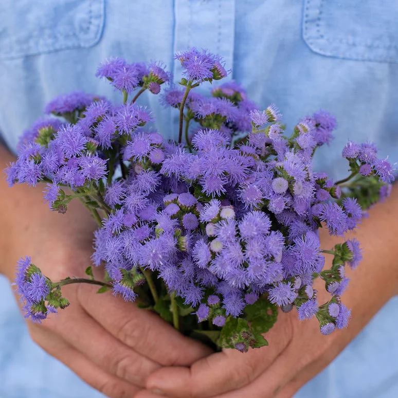 fireside farm_diy flower bucket_blue horizon ageratum.jpg
