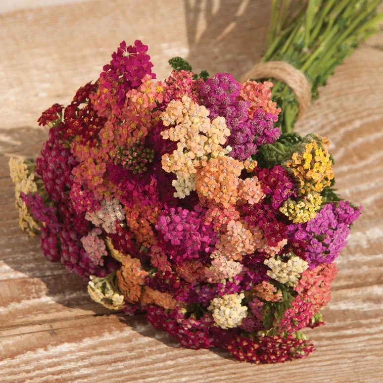 fireside farm_diy flower bucket_colorado yarrow mix.jpg