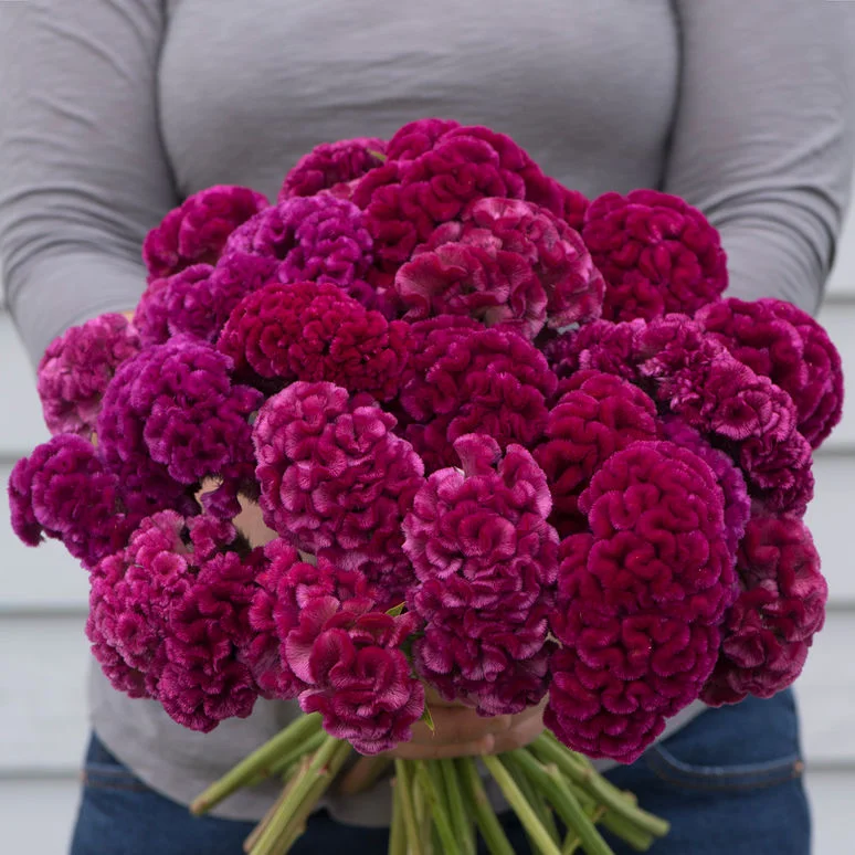 fireside farm_diy flower bucket_cramer's rose.jpg